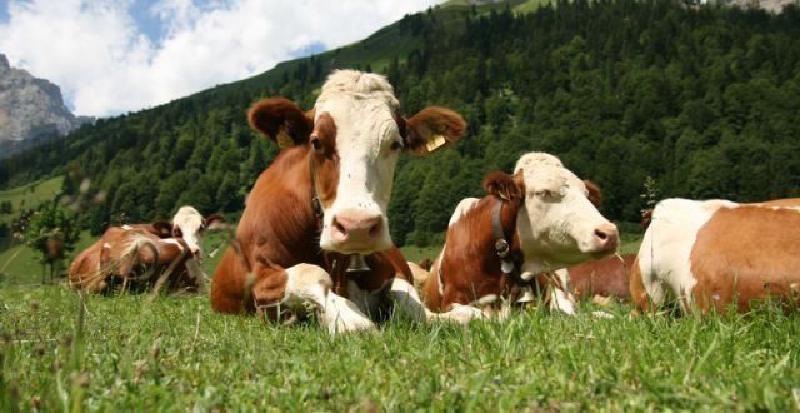 Featured image of post A scăzut sau nu numărul efectivelor de bovine în România?