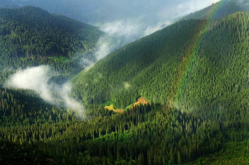 Featured image of post Lupta pentru pădurile județului Mureș continuă: Contractul de administrare a Parcului Natural Defileul Mureșului Superior a fost anulat de către instanța de judecată