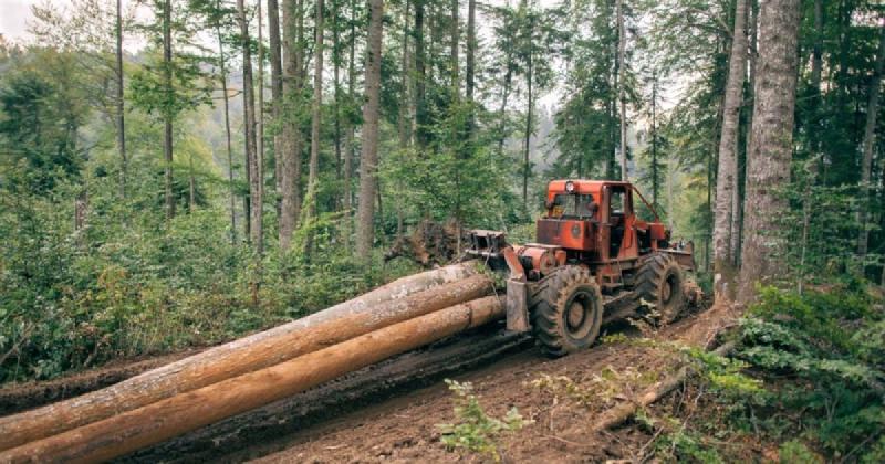 Featured image of post Probleme grave în privința administrării patrimoniului silvic în județul Mureș