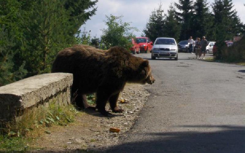 Featured image of post S-a autorizat „recoltarea” a 11 urși din județul Mureș