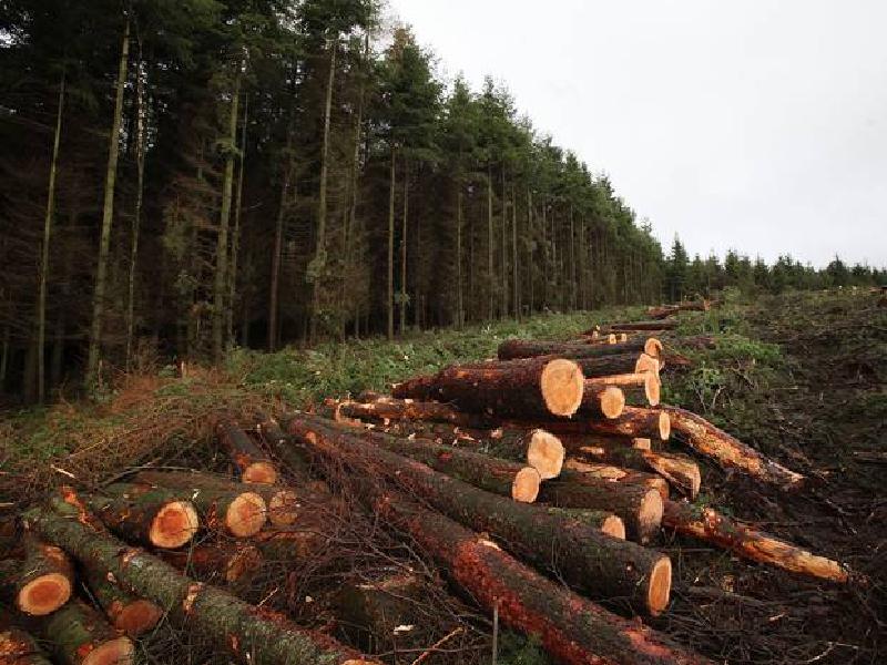 Featured image of post Schemele de ajutor de stat trebuie să vizeze majoritatea proprietarilor de păduri